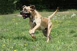 BOERBULL 006